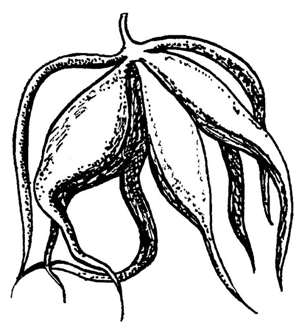 Практическая энциклопедия цветовода - image16_56660ade6fcf720257f6e0fa_jpg.jpeg