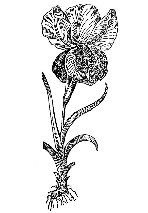 Практическая энциклопедия цветовода - image27_56672e7de3787652434185aa_jpg.jpeg