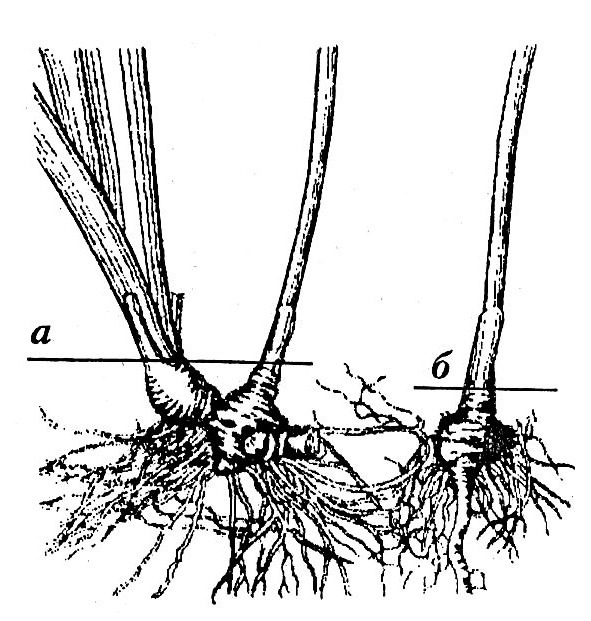 Практическая энциклопедия цветовода - image29_56672f60e37876524341862b_jpg.jpeg