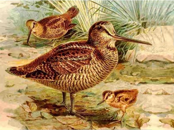 О животных по алфавиту. Книга вторая. Животные на В и Г - image1_566fbfa591f0d7933a729f76_jpg.jpeg