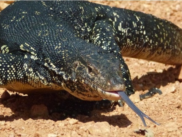 О животных по алфавиту. Книга вторая. Животные на В и Г - image2_566fbff591f0d7933a729fa1_jpg.jpeg