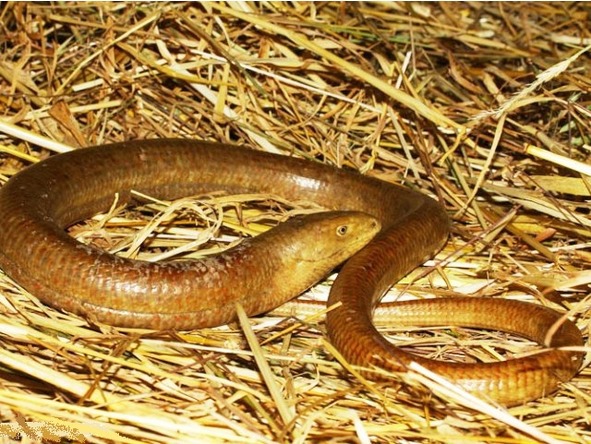 О животных по алфавиту. Книга вторая. Животные на В и Г - image4_566fc06991f0d7933a729fd3_jpg.jpeg