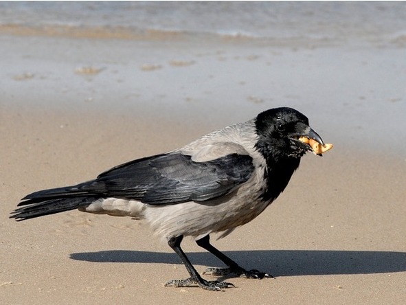 О животных по алфавиту. Книга вторая. Животные на В и Г - image8_566fc0db91f0d7933a72a005_jpg.jpeg