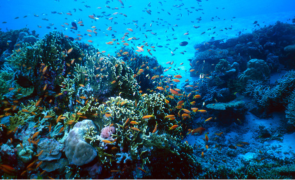 Большая рыба в маленьком пруду - image0_56615d8908dc46bb7c1696c2_jpg.jpeg