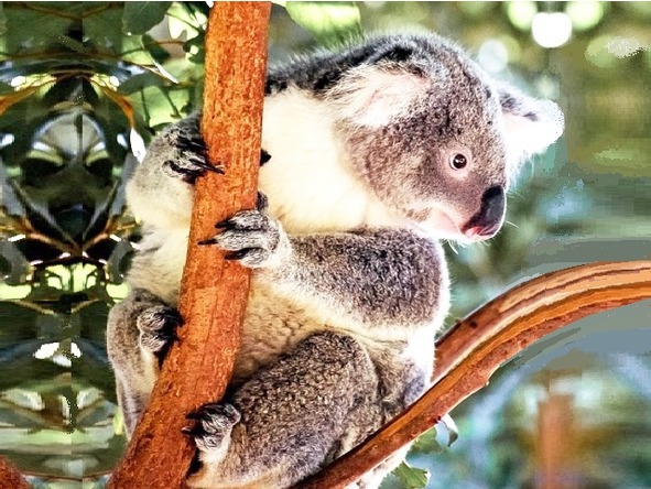 О животных по алфавиту. Книга пятая. Животные на К - image4_567395f4ffbf05985f66f659_jpg.jpeg