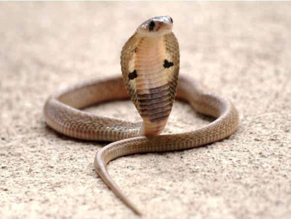 О животных по алфавиту. Книга пятая. Животные на К - image5_5673964cffbf05985f66f68a_jpg.jpeg