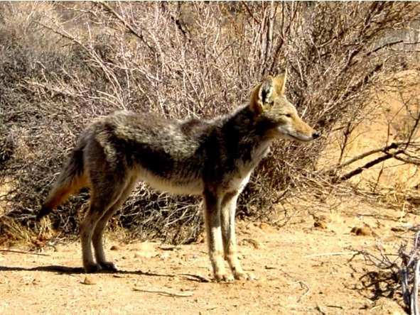 О животных по алфавиту. Книга пятая. Животные на К - image6_5673976effbf05985f66f6ed_jpg.jpeg