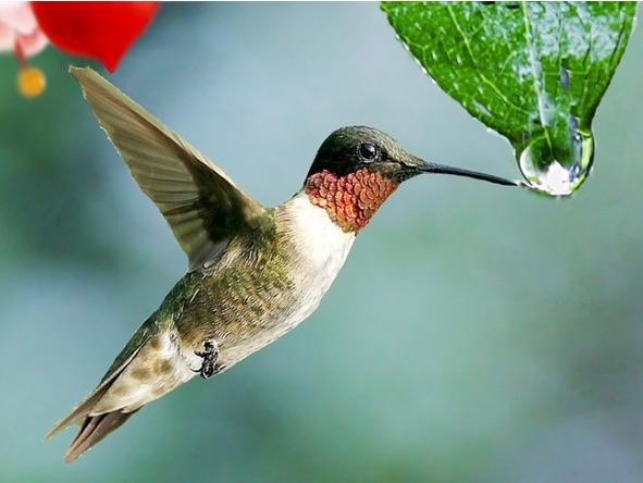 О животных по алфавиту. Книга пятая. Животные на К - image7_5673978bffbf05985f66f6fb_jpg.jpeg