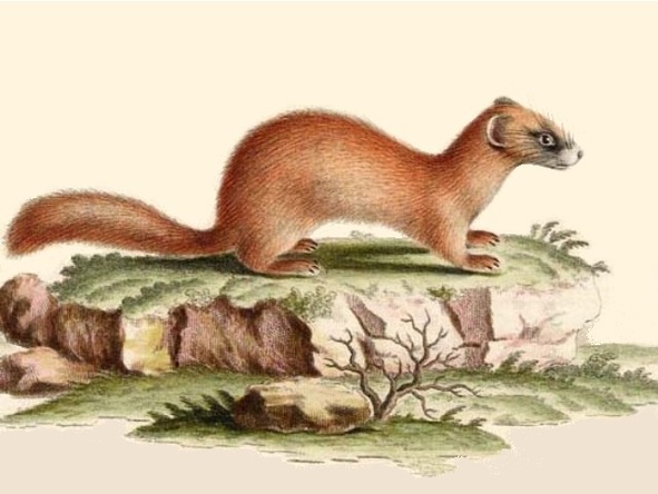 О животных по алфавиту. Книга пятая. Животные на К - image9_5673c93ad9c68ca0297b4879_jpg.jpeg