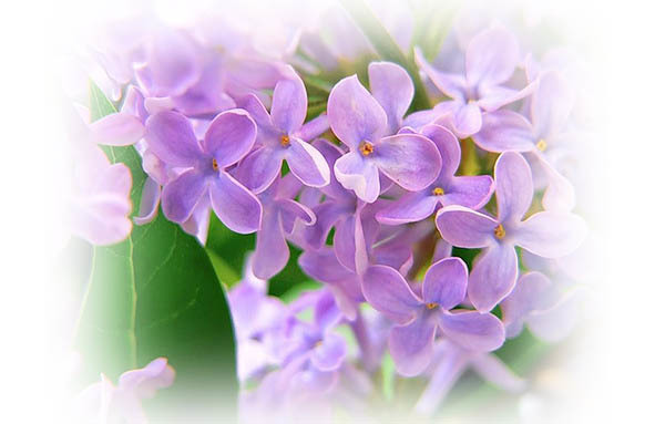 Времена года. Весна - image10_56571c1ffc6cac850662b138_jpg.jpeg