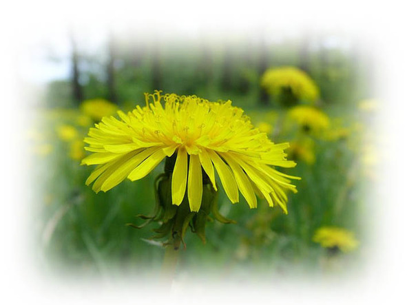 Времена года. Весна - image12_56571d27fc6cac850662b196_jpg.jpeg