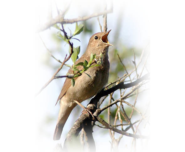 Времена года. Весна - image13_56571d8afc6cac850662b1bf_jpg.jpeg