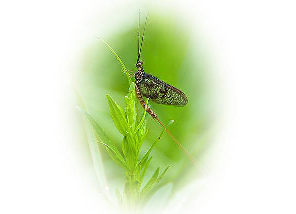 Времена года. Весна - image17_56574afefc6cac850662ca27_jpg.jpeg