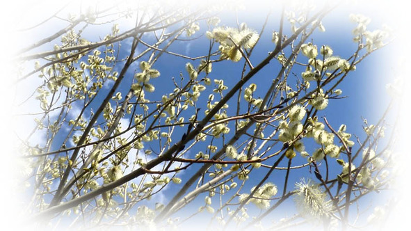 Времена года. Весна - image26_56574897fc6cac850662c90f_jpg.jpeg