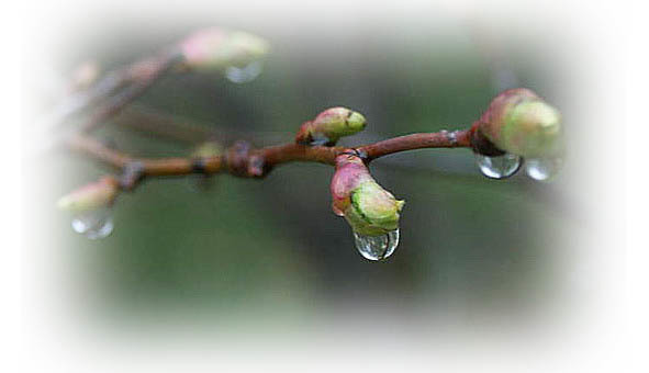 Времена года. Весна - image7_56571ad3fc6cac850662b058_jpg.jpeg