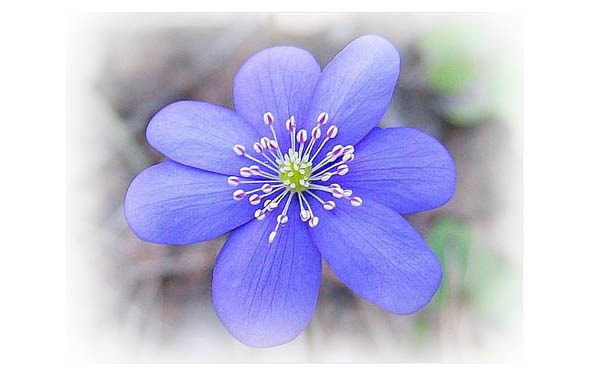 Времена года. Весна - image8_56571b48fc6cac850662b0ad_jpg.jpeg