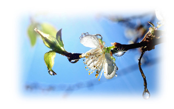 Времена года. Весна - image9_56571ba6fc6cac850662b0fd_jpg.jpeg