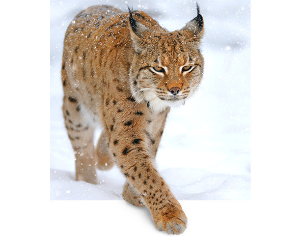 Загадочная книжка - image10_569027eb2dbc262702f21f7d_jpg.jpeg