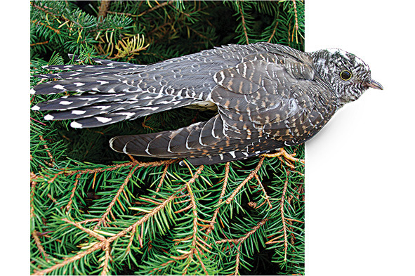 Загадочная книжка - image12_56902c422dbc262702f22340_jpg.jpeg