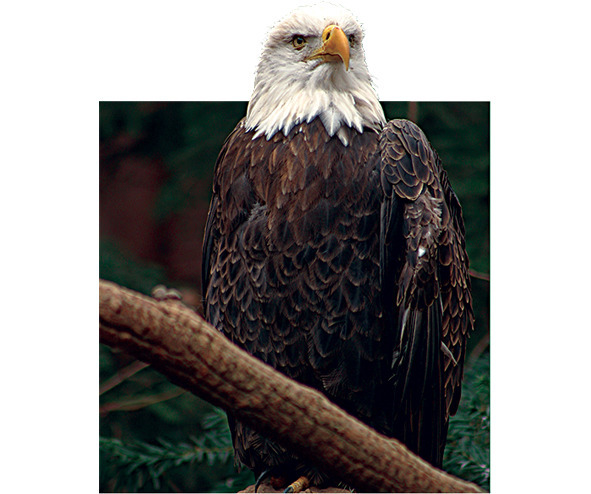 Загадочная книжка - image14_56902c692dbc262702f22355_jpg.jpeg