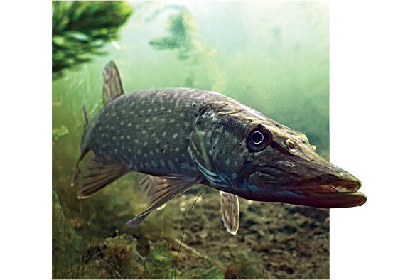 Загадочная книжка - image18_56902cdf2dbc262702f22433_jpg.jpeg