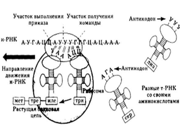 Биология - image29_5660776b0f9be1bc0d92b3d2_jpg.jpeg