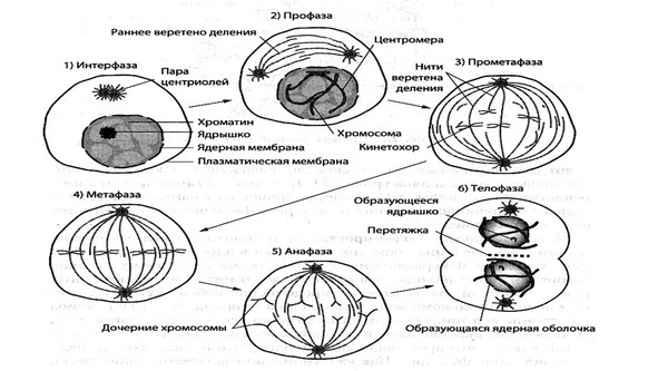 Биология - image40_5664302a0e4f079817b5cd28_jpg.jpeg