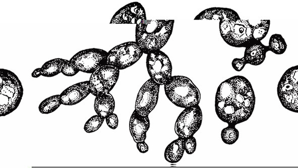 Биология - image43_566077530f9be1bc0d92b3a8_jpg.jpeg