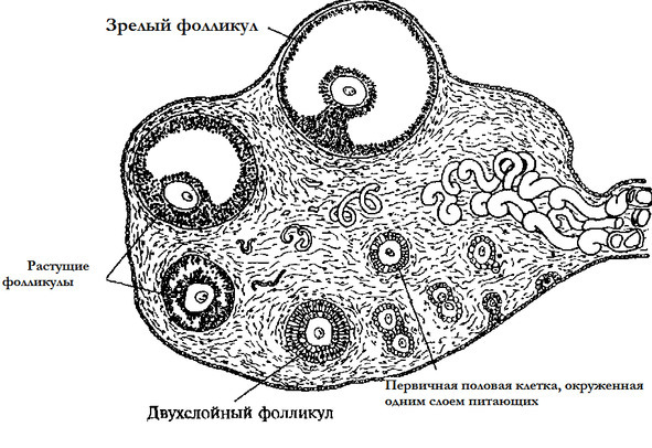Биология - image45_5660774f0f9be1bc0d92b3a2_jpg.jpeg