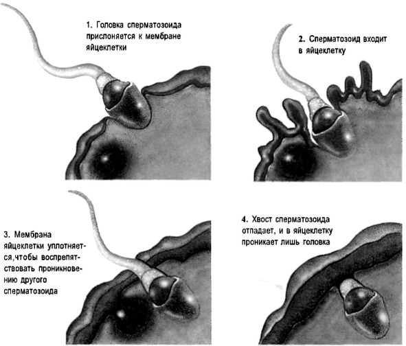 Биология - image50_566077470f9be1bc0d92b393_jpg.jpeg