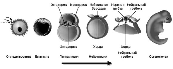 Биология - image54_566077410f9be1bc0d92b387_jpg.jpeg