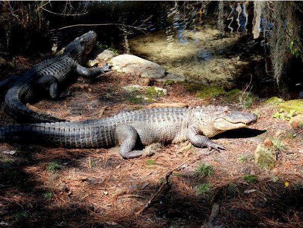 О животных по алфавиту. Книга первая. Животные на А и Б - image4_566aba2127d60ab369b88af2_jpg.jpeg