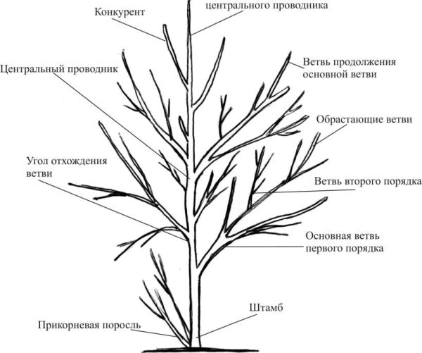 Что можно вырастить? Всё о плодовых деревьях и кустарниках - _01.png