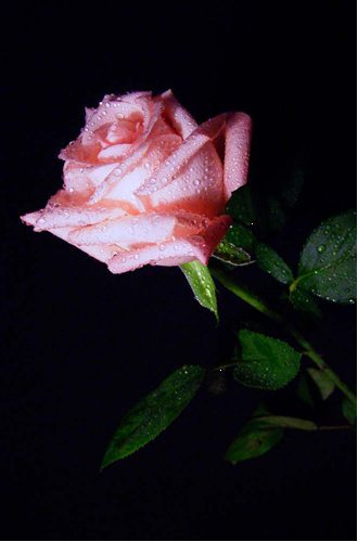 Ты мой единственный цветок - i_006.jpg