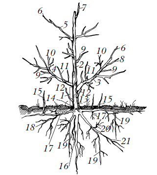 Обрезка деревьев и кустарников плодовых и декоративных - i_001.png