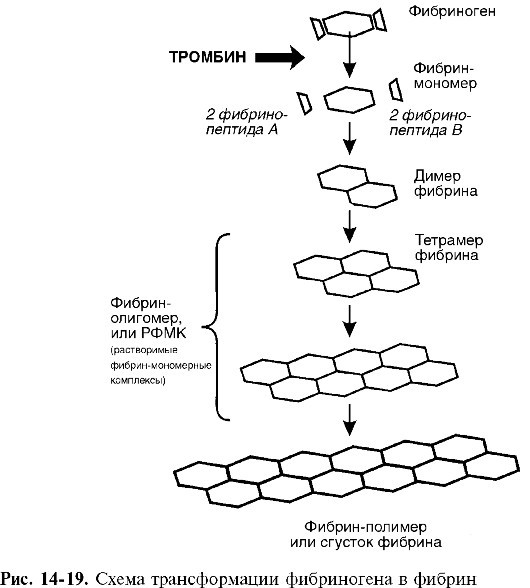 Патофизиология. Том 2 - _27.jpg