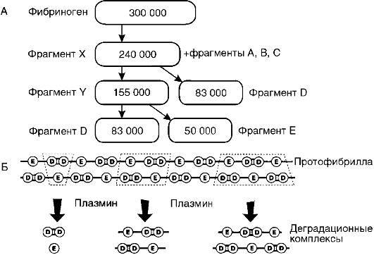 Патофизиология. Том 2 - _30.jpg