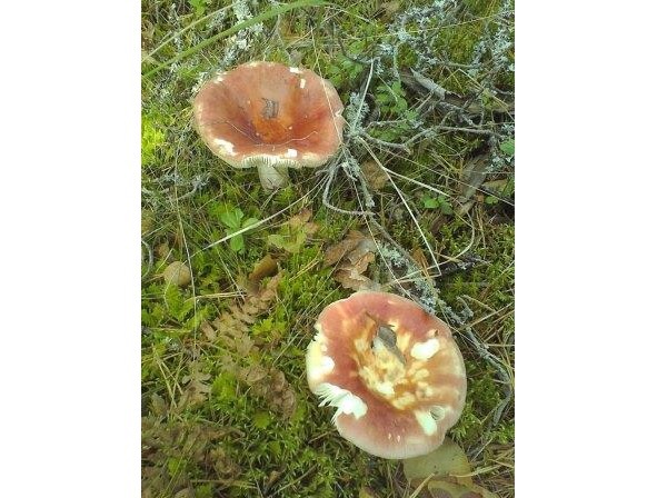 Симфония Земли - image0_56bb28dc0d1a390500ec3eea_jpg.jpeg