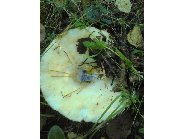 Симфония Земли - image4_56bb29e10d1a390500ec3fc4_jpg.jpeg