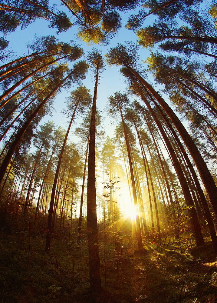 История о белом голубе - image0_55409e85bb5e42f8525688ed_jpg.jpeg