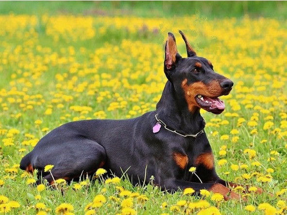 О животных по алфавиту. Книга третья. Животные на Д – З - image6_566aadff27d60ab369b883d2_jpg.jpeg