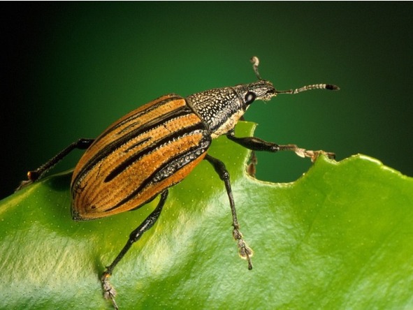 О животных по алфавиту. Книга третья. Животные на Д – З - image7_566aae1727d60ab369b883e5_jpg.jpeg