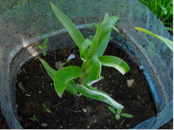 Лилии. Книга 4. Контейнерная культура - image11_56efe3d7f5aecf050015e5ed_jpg.jpeg