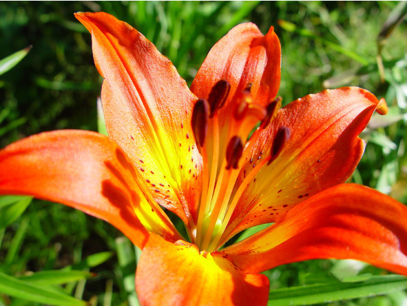 Лилии. Книга 4. Контейнерная культура - image12_56efe402f5aecf050015e61a_jpg.jpeg