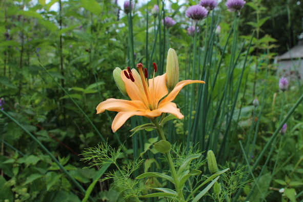 Лилии. Книга 4. Контейнерная культура - image13_56f0bb5ff5aecf050016695a_jpg.jpeg