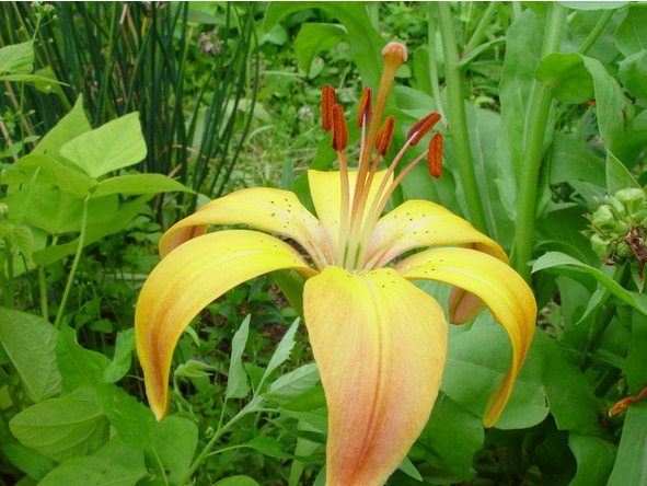 Лилии. Книга 4. Контейнерная культура - image5_56ec2f5d8693eee20e574586_jpg.jpeg