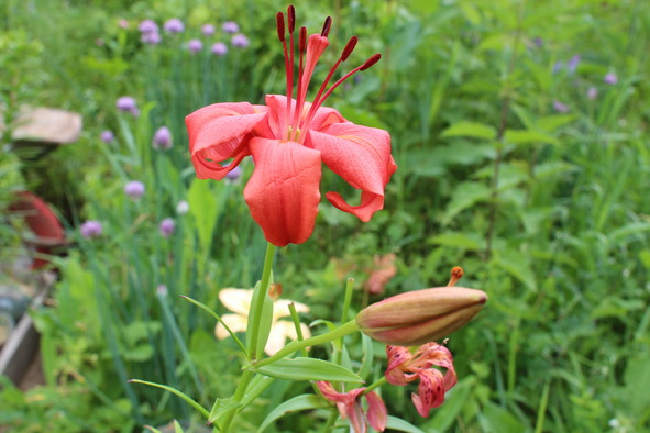 Лилии. Книга 4. Контейнерная культура - image6_56f0bb0df5aecf0500166936_jpg.jpeg