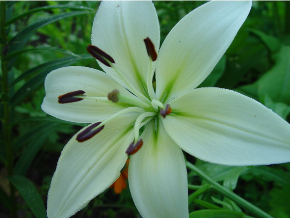 Лилии. Книга 4. Контейнерная культура - image7_56ec2f528693eee20e574580_jpg.jpeg