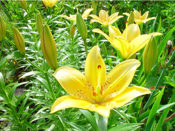 Лилии. Книга 4. Контейнерная культура - image8_56ec2f488693eee20e57457a_jpg.jpeg