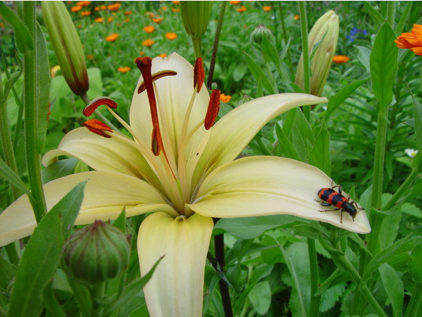 Лилии. Книга 4. Контейнерная культура - image9_56ec2f3b8693eee20e574574_jpg.jpeg